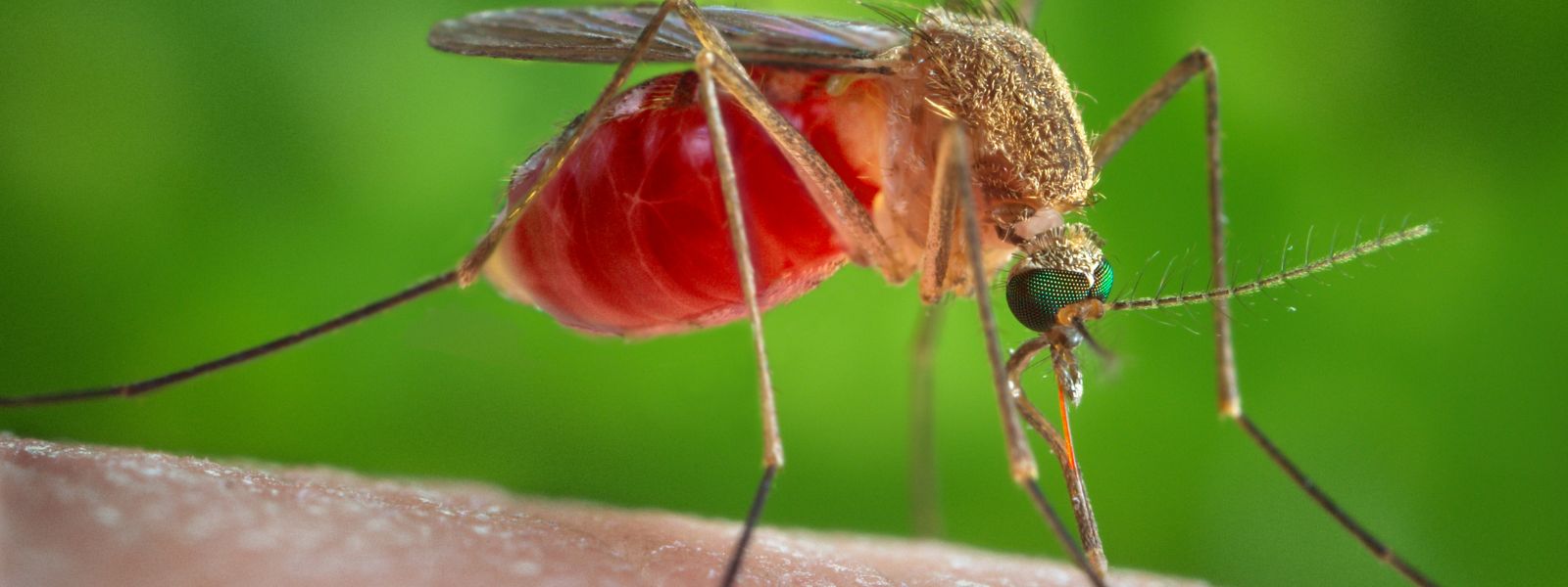 Authorities Warn of Possible Spread of Filariasis